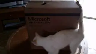 The Cat Computer (Refurbished HP Compaq 6200 Pro)