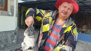 ДАМЛАМА ИЗ КРОЛЬЧАТИНЫ I Кролик с ОВОЩАМИ