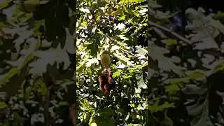 Buz devri sincabına palamut hediyesi #short