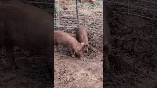 Red Wattle pig friends now on the farm.