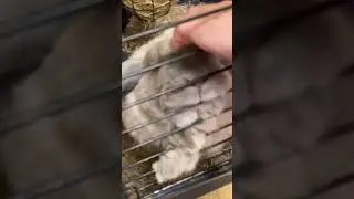 Привет кролик 