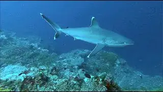 Diving Bismarck Sea - New Britain - Papua NiuGuini