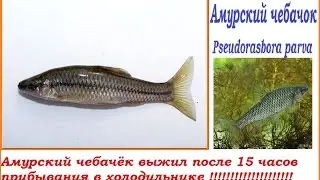 Амурский чебачёк выжил после 15 часов прибывания в холодильнике.