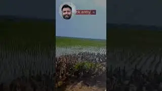 Duck based farming duck farming 
