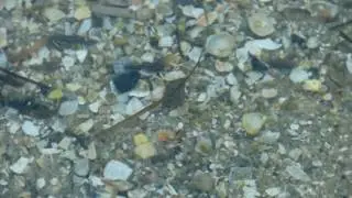 Морские блохи