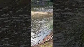 Water Ripples 💧