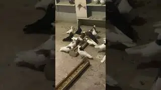 Пермские  голуби,вечерняя кормёшка.