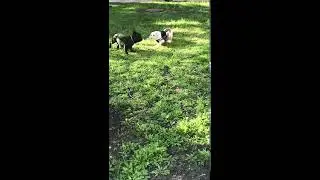 Французский и Английский бульдог