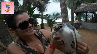 Как проходят РОДЫ у черепах на острове Шри-Ланка Induruwa Beach Resort 3*