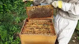 24.07.2024 | Ladik/Samsun | Kovan kontrol #bee#honey #summer#village