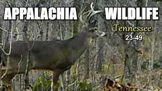 Appalachia Wildlife Video 23-49 of As The Ridge Turns in the Foothills of the Smoky Mountains