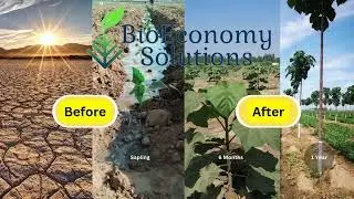 Paulownia Forest Regreening The Desert #desertification #paulownia #permaculture #trees #green #life