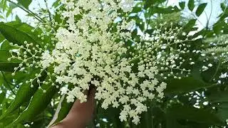 В огороде бузина....польза для вас и вашего сада. Бузина чёрная.