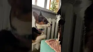 #dogvscat #cat #dog