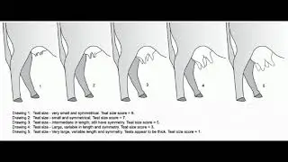 Grow a temporary Udder Subliminal New