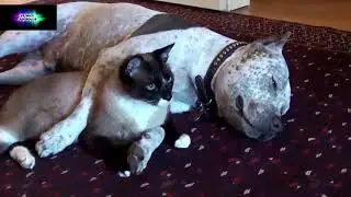 друзья