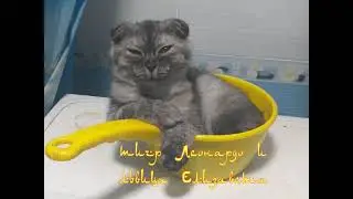 В главных ролях прекрасные котята - Лео и Лиза#коты #котята #британскиекоты #ЛеоиЛиза #семья #дружба