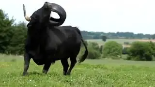 У многих - собачки, а у меня- бык!