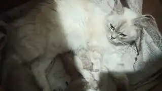 Cute Kittens & the father Jerry cat Reaction on petsNpeeps 😍