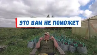 Мифы о голубике