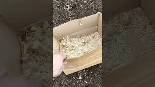 посев семян чеснока