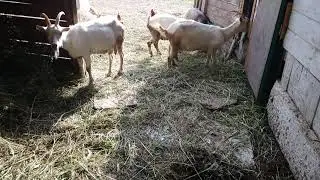 Почему коз нельзя кормить с пола.