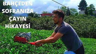 Bizimkisi Bir Çay Hikayesi / Bahçeden Bardağa Çayın Serüveni