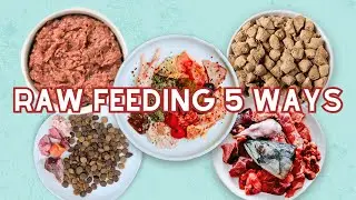 5 Ways To Start Raw Feeding Your Pet