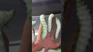 Huge atlas moth Caterpillars