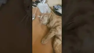Кот храпит.💤