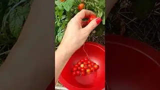 Обожаю помидоры со сметаной #помидоры #дачнаяжизнь #лето #огород #урожай