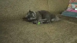 как действует кошачья мята на котов и кошек!!!!