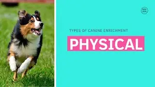 Physical Enrichment for Puppies &  Senior Dogs #dogenrichment #canineenrichment