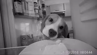 Beagle allein zu Haus! Tierisches Chaos | SECACAM  zur Beobachtung von Tieren