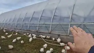 1000 кур, амарант, органик клубника и пастбищные бройлеры в РАЙАР