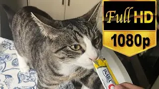 Giving my cat a snacks at morning ☀️🌅