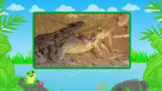 ¿Qué comen las ranas?