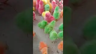 ayam warna rainbow #cute #unik #ayamwarnawarni #animalsvideo #animalcute #shortsfeed #shorts