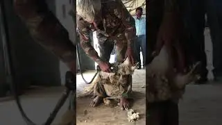 Demonstration of Sheep Shearing Device by IIT Delhi at CSBF Hisar on 29 september 2020