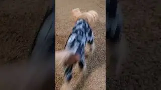 Kenji Plays squeaky ball