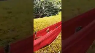 Собаки.  Собака спит в гамаке Dogs. the dog sleeps in a hammock