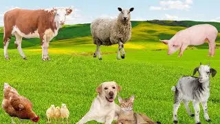 Cute Little Animals - Dogs, Cats, Rabbits, Chickens, Goats, Sheep - Animal Moments