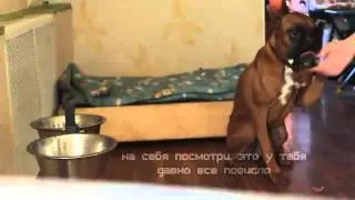 мысли собаки