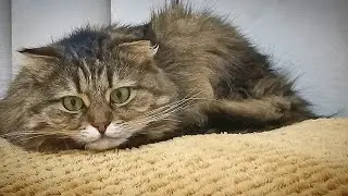 Иранские эублефары
