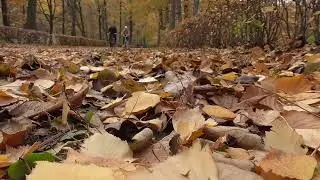Юрий Потапенко. "Осень".