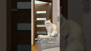 Скучает ли кот по тебе, когда ты уходишь #коты #кот #котики