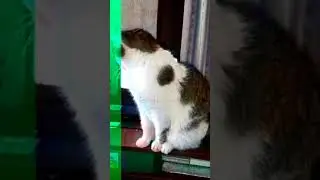 Мурчик ушёл в Страну Мышиных Облаков и Молочных Рек.