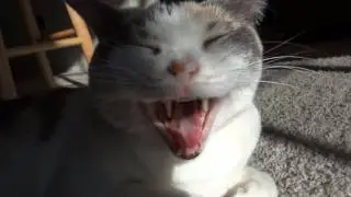 Screaming cats