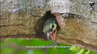 Cute little COPPERSMITH BARBET CHICKS @3weeks old