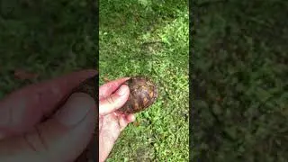 Tiny Box Turtle Survives The Weed Whacker #nature #turtles